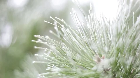 Snow in the pine forest Stock Footage 77267131