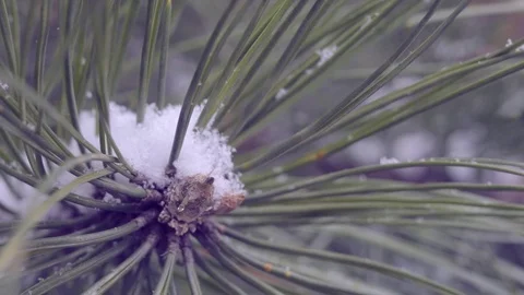Snow in the pine forest Stock Footage 77268256
