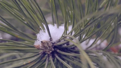 Snow in the pine forest Stock Footage 78191545