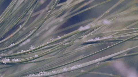 Snow in the pine forest Stock Footage 78193239