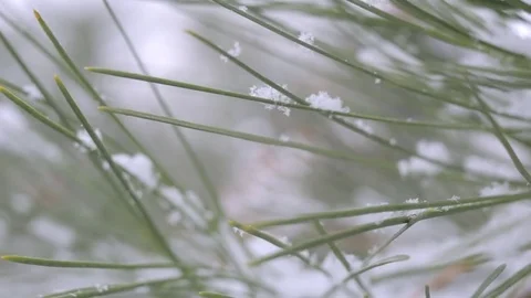Snow in the pine forest Stock Footage 78193489