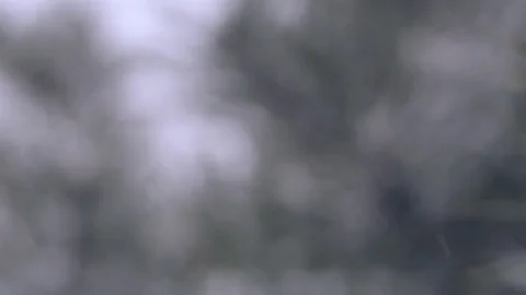 Snow in the pine forest Stock Footage 78789150