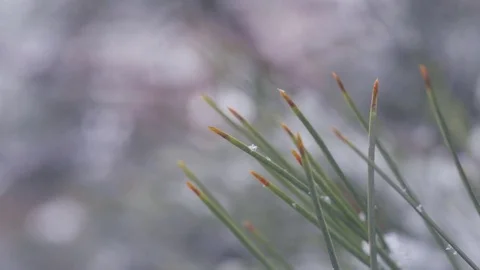 Snow in the pine forest Stock Footage 78789352