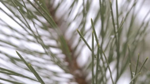 Snow in the pine forest Stock Footage 78789733