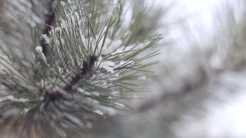 Snow in the pine forest Stock Footage 79997104