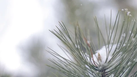 Snow in the pine forest Stock Footage 80002884