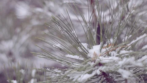 Snow in the pine forest Stock Footage 80003041