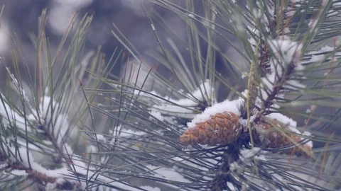 Snow in the pine forest Stock Footage 80004154