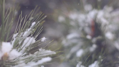 Snow in the pine forest Stock Footage 80348031