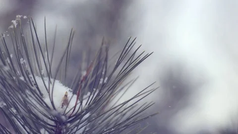 Snow in the pine forest Stock Footage 80348097