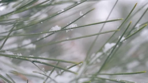 Snow in the pine forest Stock Footage 80348640