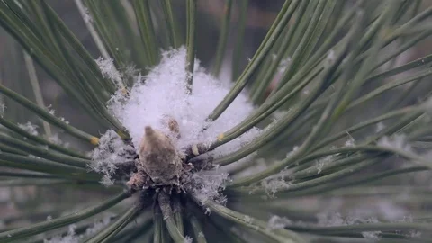 Snow in the pine forest Stock Footage 80348932