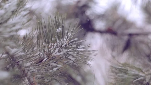 Snow in the pine forest Stock Footage 80348984