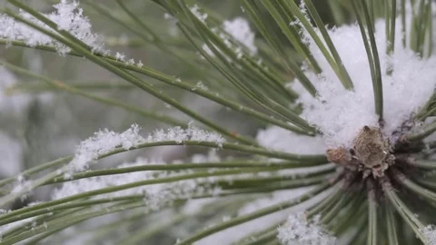 Snow in the pine forest Stock Footage 80999829