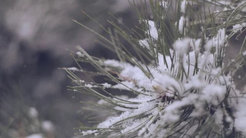 Snow in the pine forest Stock Footage 81000088