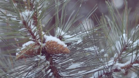 Snow in the pine forest Stock Footage 81000136