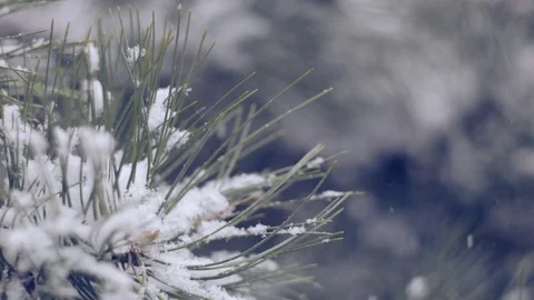 Snow in the pine forest Stock Footage 81000261