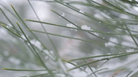 Snow in the pine forest Stock Footage 81011644