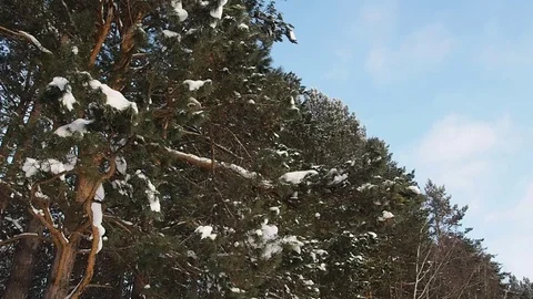 Snow In The Pine Forest. Stock Footage 83726389