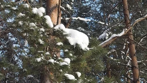 Snow In The Pine Forest. Stock Footage 83726410
