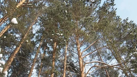 Snow In The Pine Forest. 库存影片 83726433