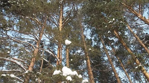 Snow In The Pine Forest. Stock Footage 83726443