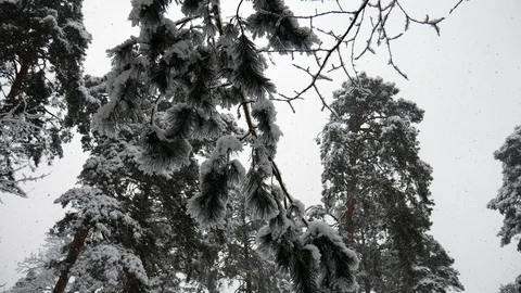 Snow in a pine forest 動画素材 102586809