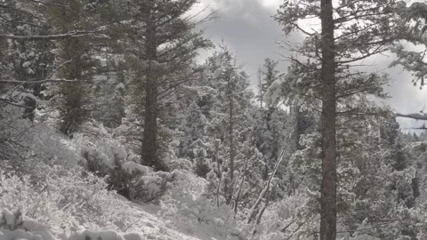 Snow pine forest snow falling in slow motion Stock Footage 310562594