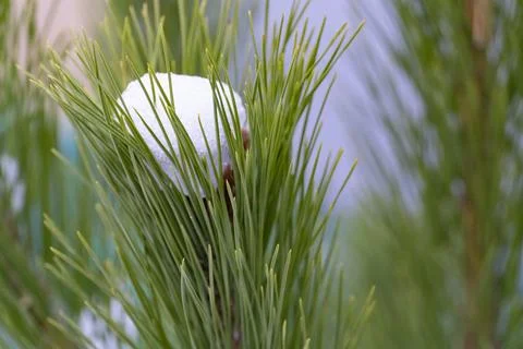 Snow on Pine Needles Close Up Fotos de archivo