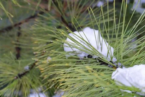 Snow on Pine Needles Close Up Stock-Fotos
