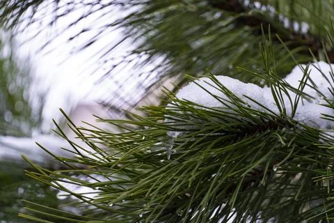 Snow on Pine Needles Close Up Fotos de archivo