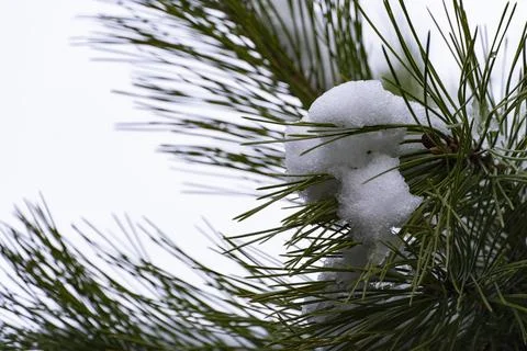 Snow on Pine Needles Close Up Fotos de archivo