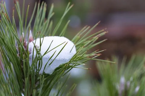 Snow on Pine Needles Close Up Fotos de archivo