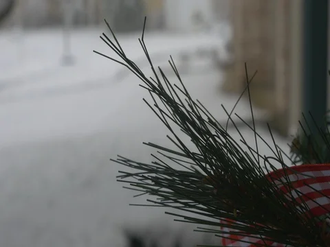 Snow with Pine Needles Stock Footage