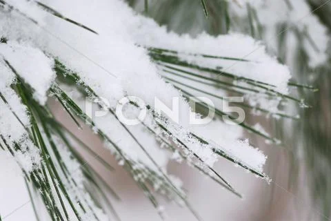 Snow On Pine Needles