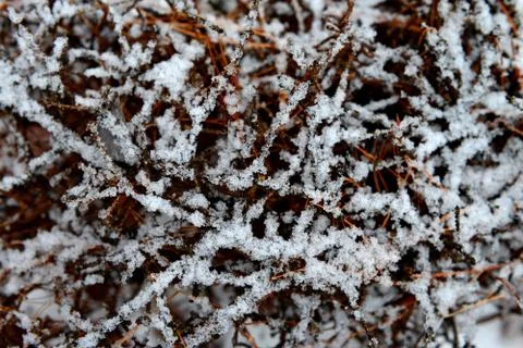 Snow on Pine Needles Stock Photos
