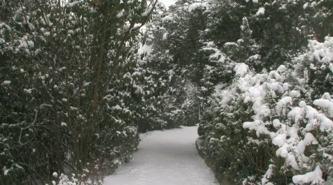 Snow Pine Path 1 스톡 동영상 586031