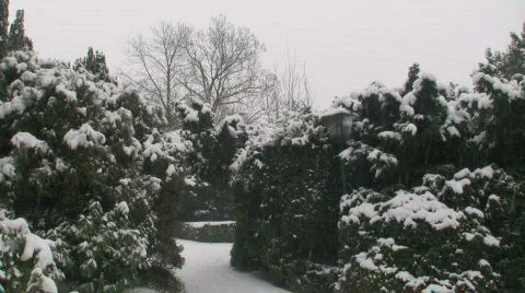 Snow Pine Path 2 스톡 동영상 586047