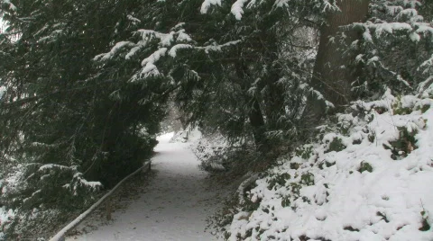 Snow Pine Path 3 스톡 동영상 586061