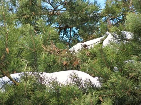 Snow on pine Stock Photos