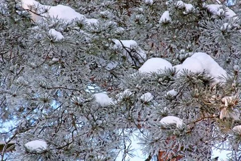 Snow on pine Stock Photos