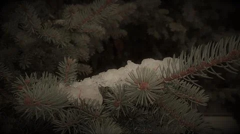 Snow pine Stock Photos