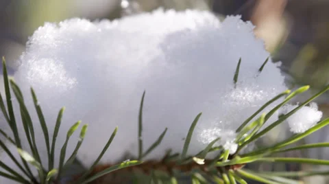 Snow on pine tree branch close up Stock Footage 34237562