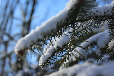 Snow On Pine Tree Branch Photos