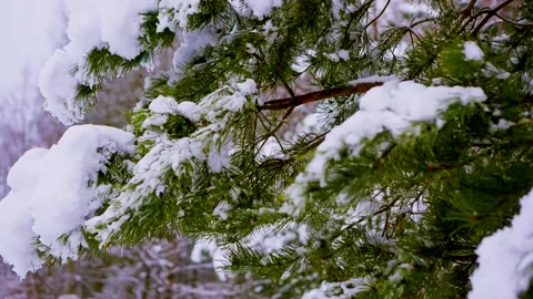 Snow on pine tree branch. Winter tree. Stock Footage 154293912