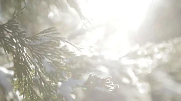 Snow on Pine Tree Branches in Big Bear, CA - close up Stock Footage 85538358