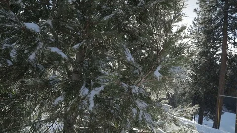 Snow on Pine Tree Branches in Big Bear, CA - close up Stock Footage 85541450