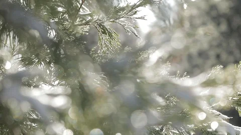 Snow on Pine Tree Branches in Big Bear, CA - close up Stock Footage 85570174