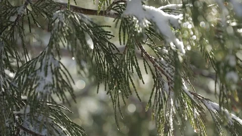 Snow on Pine Tree Branches in Big Bear, CA - close up Video stock 85570261