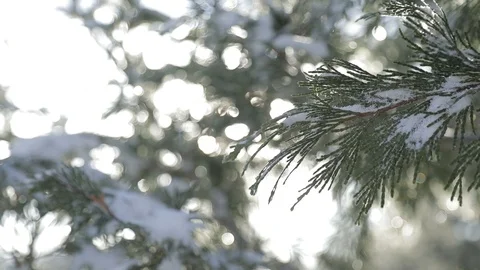 Snow on Pine Tree Branches in Big Bear, CA - close up Stock Footage 85570265